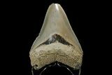 Serrated, Fossil Megalodon Tooth - Aurora, North Carolina #179735-1